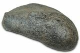 Large Fossil Whale Ear Bone - South Carolina #340258-1